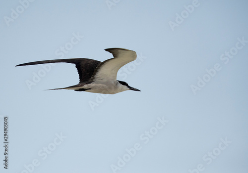Bridled tern in flight at Busaiteen coast, Bahrain 