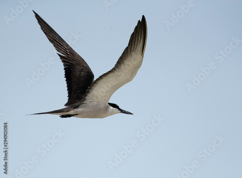 Bridled tern in flight at Busaiteen coast, Bahrain  © Dr Ajay Kumar Singh