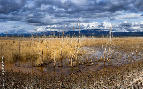 Dramatic sky at Dead trees at low water at Roosevelt Lake at Schoolhouse campground at Tonto National Forest  AZ  USA