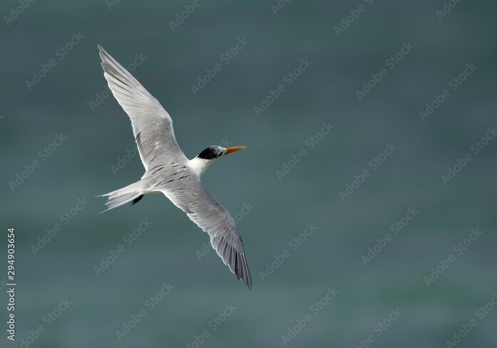 Greater Crested tern flying at Busaiteen coast, Bahrain Greater Crested tern flying at Busaiteen coast, Bahrain