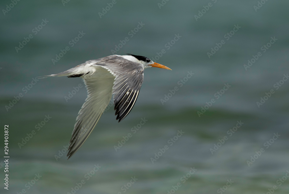 Greater Crested tern flying at Busaiteen coast, Bahrain Greater Crested tern flying at Busaiteen coast, Bahrain