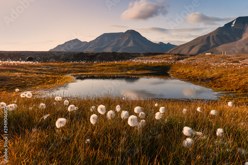 Wallpaper norway landscape nature of the mountains of Spitsbergen Longyearbyen Svalbard   on a flowers polar day with arctic summer in the sunset 