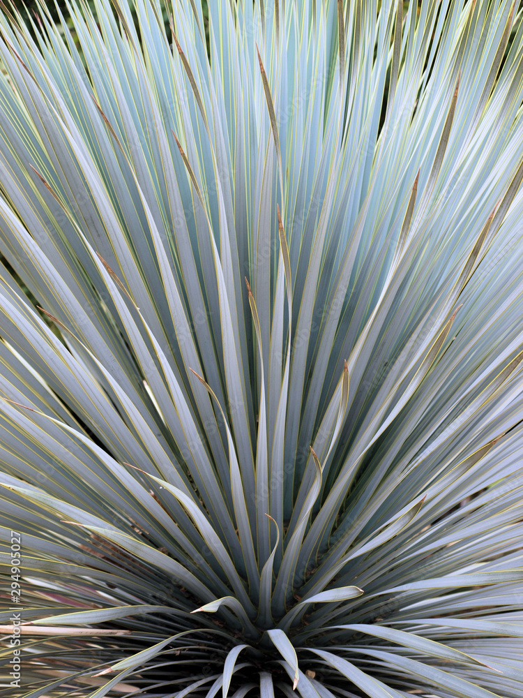 Planta de hojas blancas formando un patrón de líneas y colores Stock