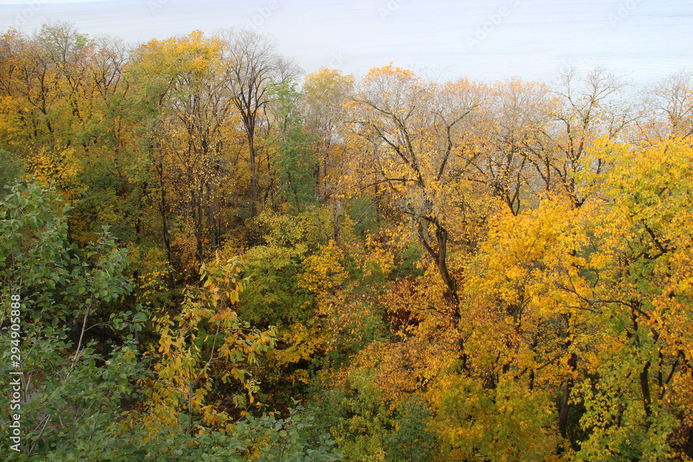 Trees in forest with autumn foliage on lake Trees in forest with autumn foliage on lake
