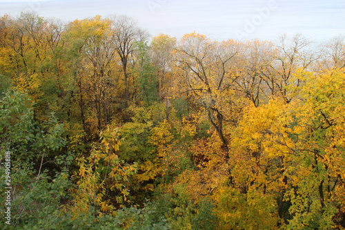 Trees in forest with autumn foliage on lake