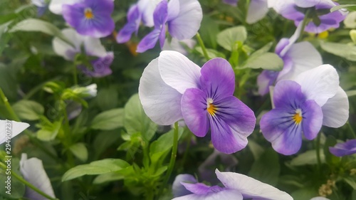 Closeup view of colorful flowers with green leaves in the background