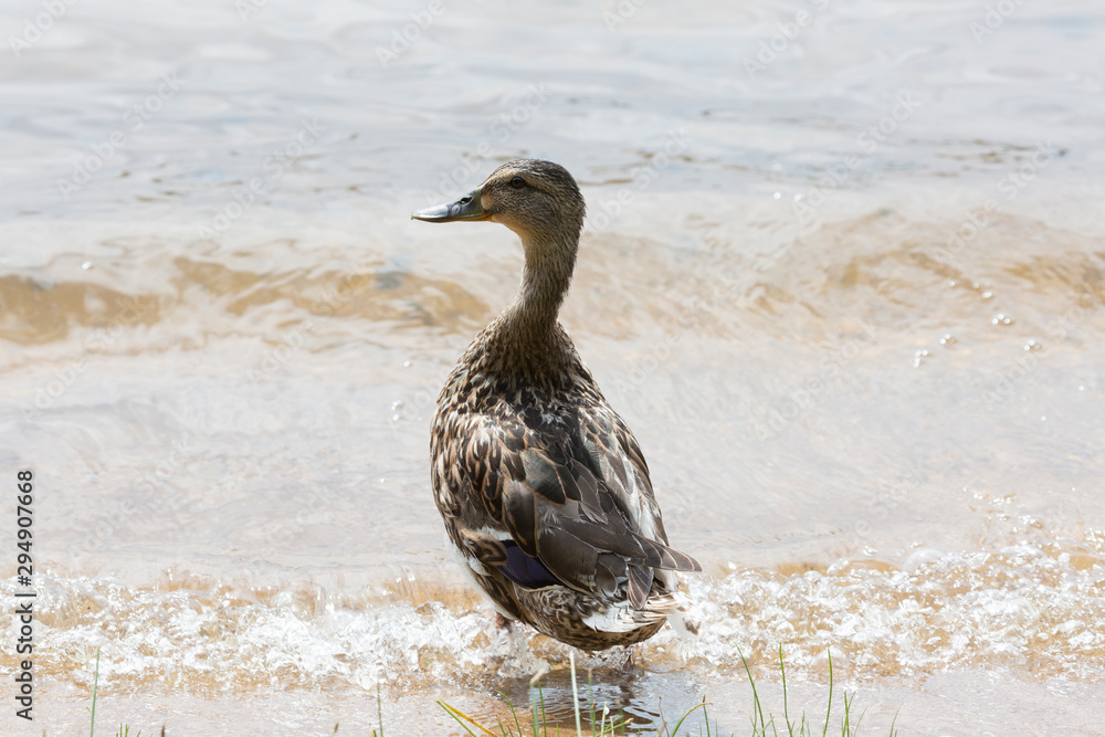 Duck stands on the lake on a sunny day Duck stands on the lake on a sunny day