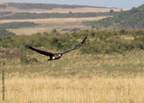 The lappet-faced vulture flying at Masai Mara grassland, Kenya © Dr Ajay Kumar Singh