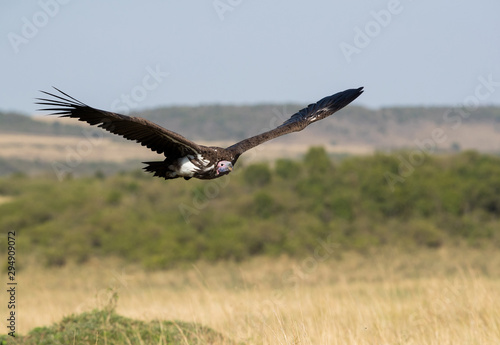 The lappet-faced vulture flying at Masai Mara grassland, Kenya © Dr Ajay Kumar Singh