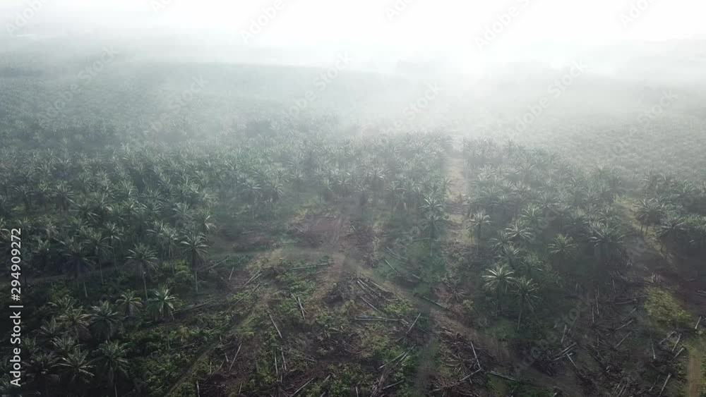 Aerial oil palm and dead trees in plantation during misty morning. Aerial oil palm and dead trees in plantation during misty morning.