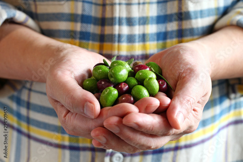 hands holding harvested fresh olives