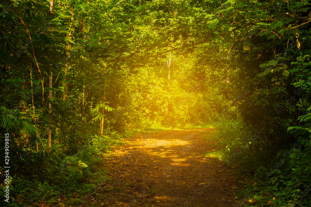 pathway into the forest with the light of the sun