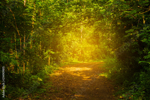 pathway into the forest with the light of the sun