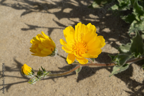 Desert Sunflower or Desert Gold wildflower at Anza-Borrego Desert State Park, CA, USA © Laurens