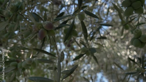Green Olives closeup. with lens flare Olive Tree Branch. Olive oil. Healthy. Spanish olive oil production in Jaén and Córdoba, Andalusia, Spain. 