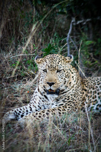 Leopard resting in the shade of a bush in the Masai Mara National Reserve in Kenya, Africa.