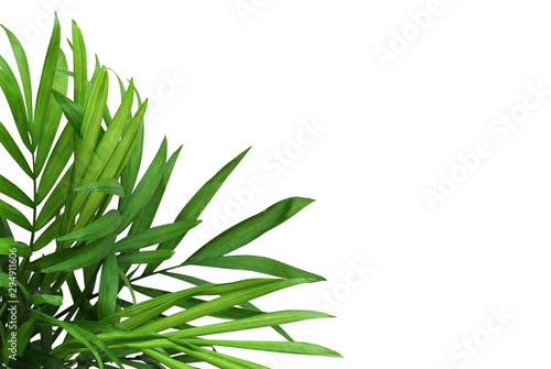 Green leaves of chameadorea palmin corner arrangement