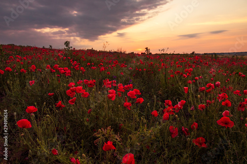 Poppy field at sunset, warm light