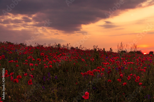 Poppy field at sunset, warm light