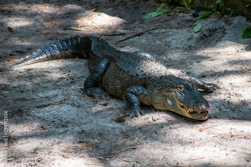 Large Florida   Georgia Alligator in the Okefenokee State Park. 