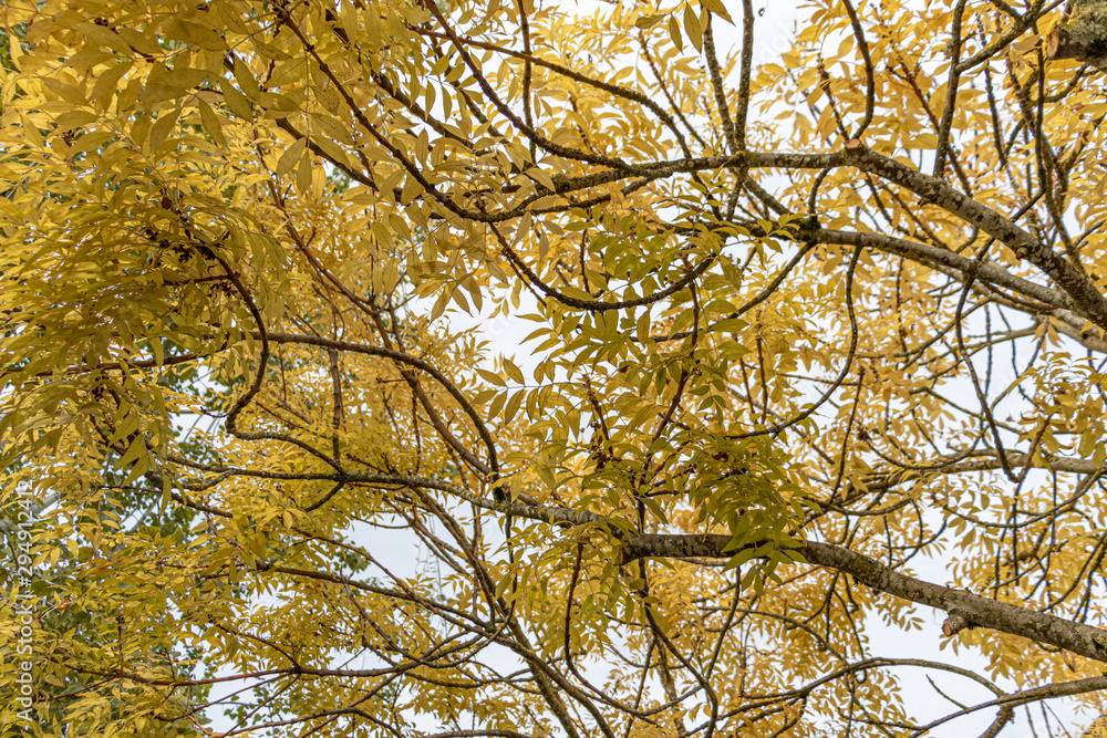 Obraz premium Autumn Leaves