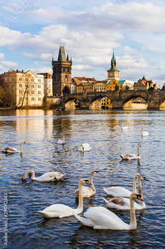 Ducks and swans swim in the Vltava river against the background of the Charles Bridge, spring Prague