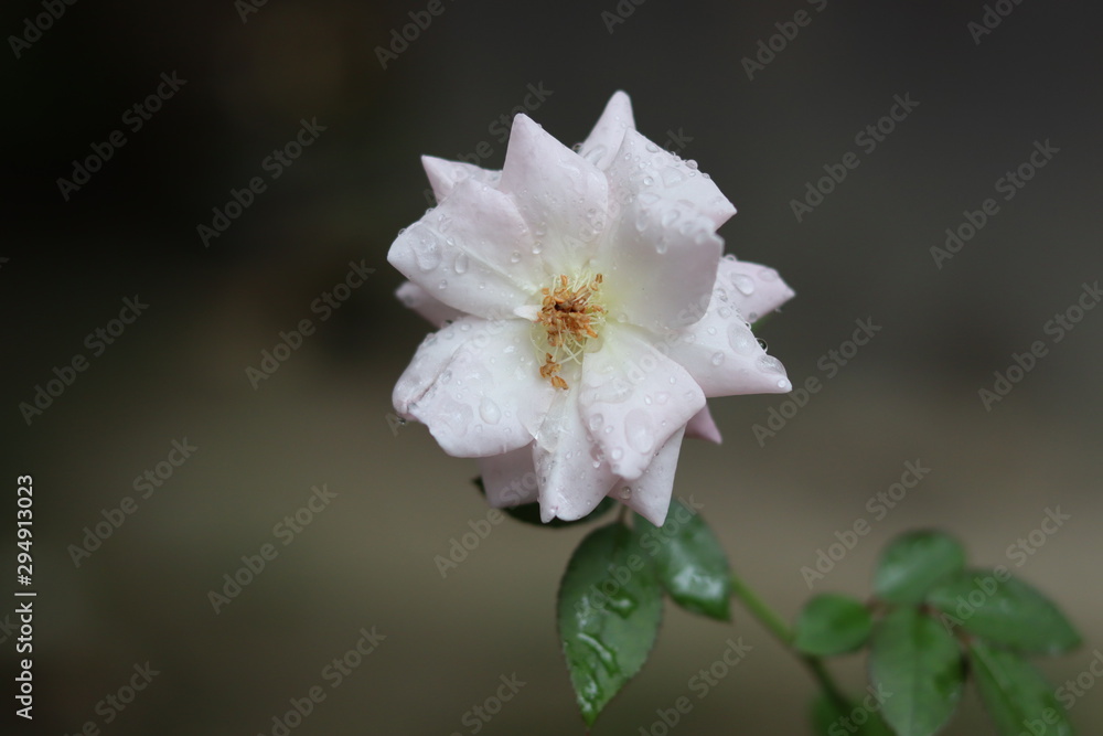 White rose pink border petal with rain drops. White rose pink border petal with rain drops.