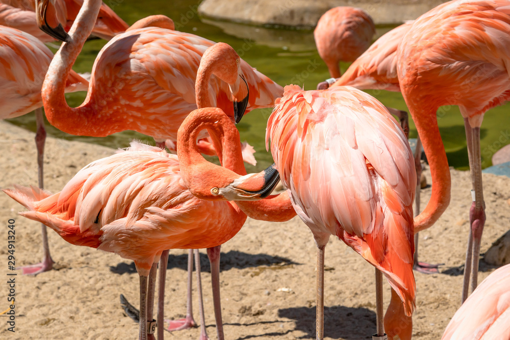 Fototapeta premium Flamingos. Flock of flamingo in natural background