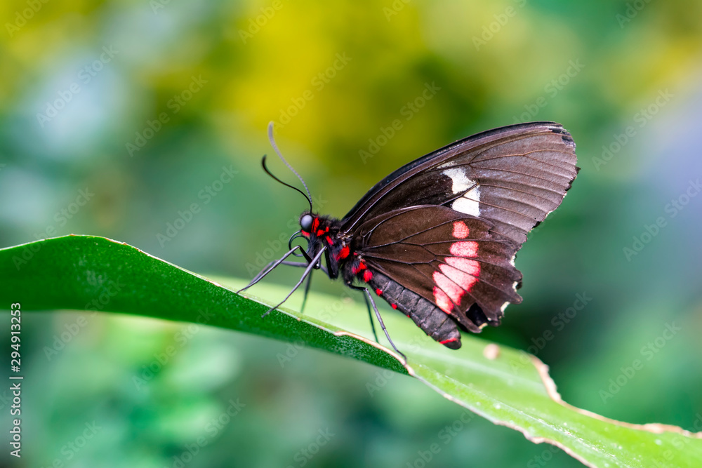 Closeup Common Mormon, Papilio polytes, beautiful butterfly in a summer garden Closeup Common Mormon, Papilio polytes, beautiful butterfly in a summer garden