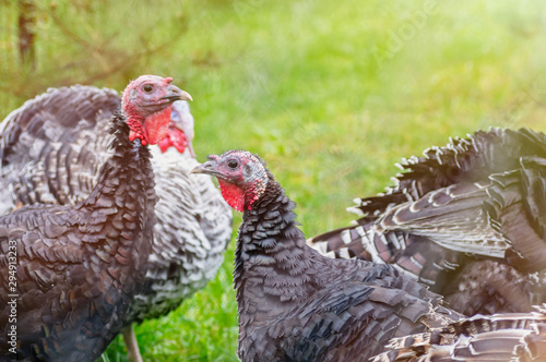 Turkey breeding farm. A flock of turkeys on a farm. Selective focus. Close up.