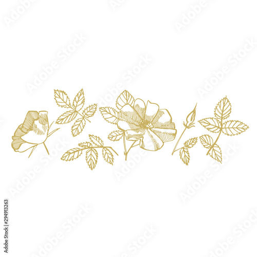Fototapeta Naklejka Na Ścianę i Meble -  Wild rose flowers drawing and sketch illustrations. Decorative floral set for fabric, textile, wrapping paper, card, invitation, wallpaper, web design