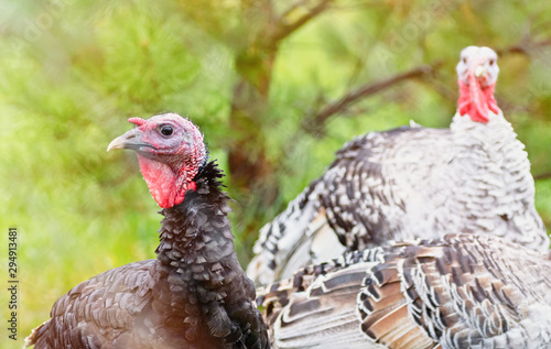 Portrait of two turkeys on a background of nature. The concept of poultry farming. Selective focus.