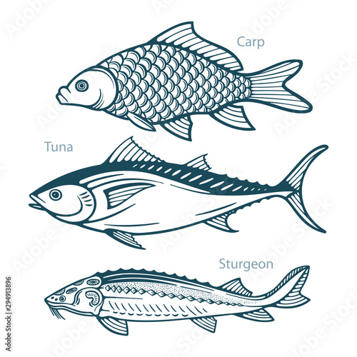 Fish. Fish hand drawn vector illustrations set. Сarp, tuna and sturgeon sketch collection. Part of set. 