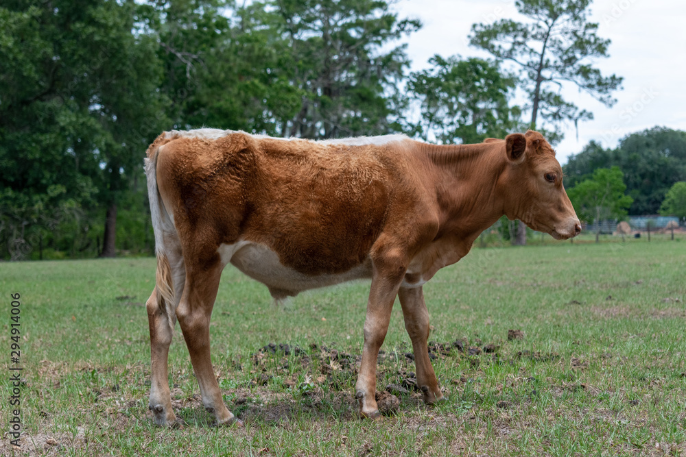 Young brown calf grazing in field on farm. Young brown calf grazing in field on farm.