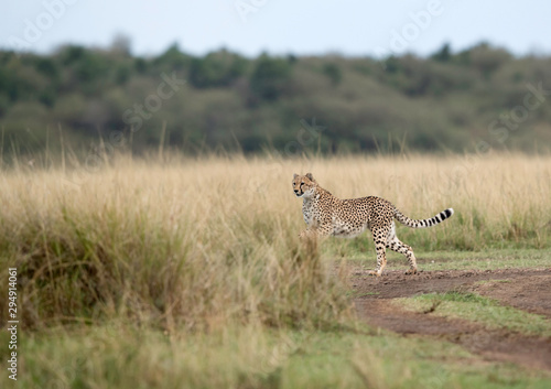 Cheetah in the mid of grass at Masai Mara, Kenya
