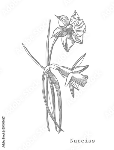 Daffodil or Narcissus flower drawings. Collection of hand drawn black and white daffodil. Hand Drawn Botanical Illustrations.