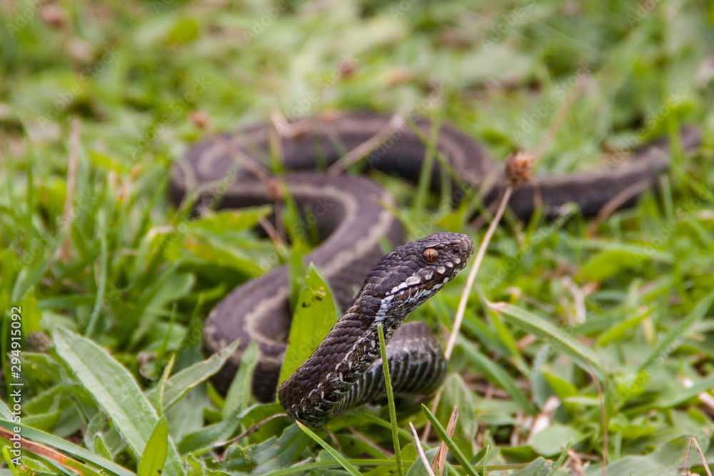 Fototapeta premium Víbora en la hierba