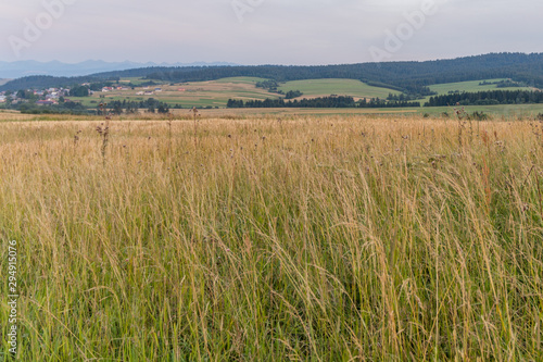 Yellow grass 