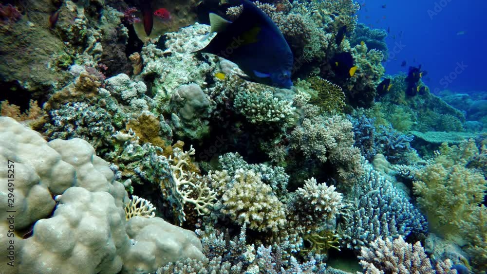 Coral reef. The marine life of tropical fish. Video under water. Coral reef. The marine life of tropical fish. Video under water.