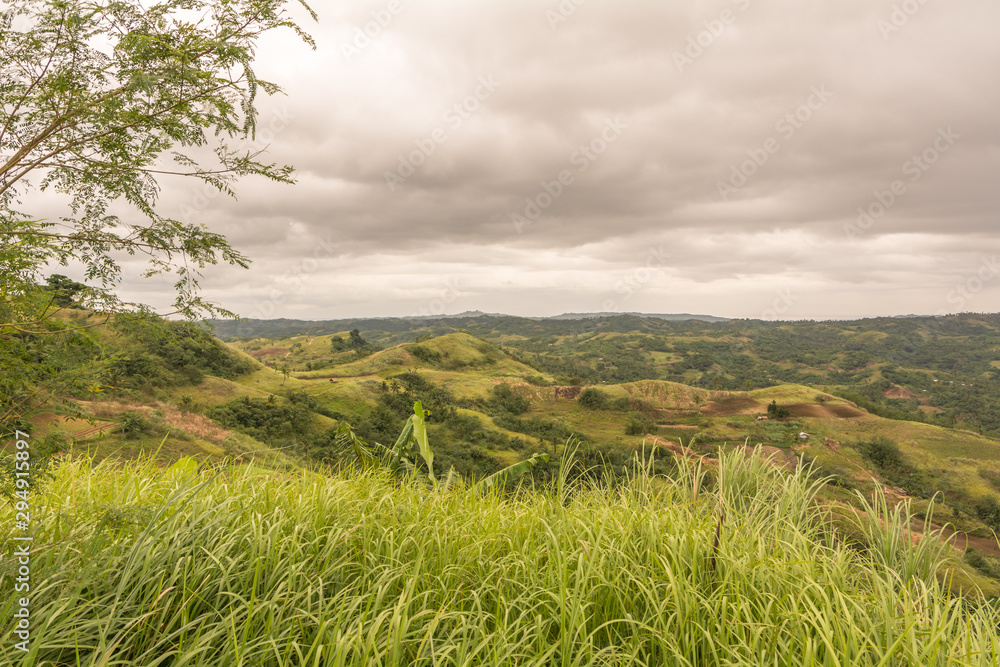 Obraz premium Forest jungle rural shot 