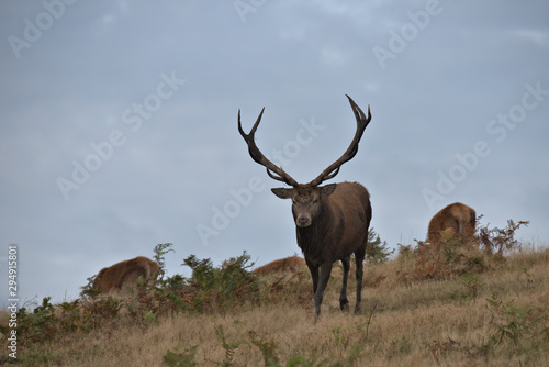 Red deer stag