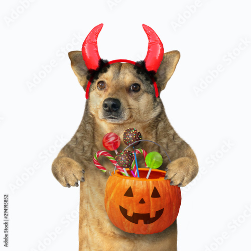 The dog with devil horns is holding a Halloween pumpkin with candies. White background. Isolated.  © iridi66