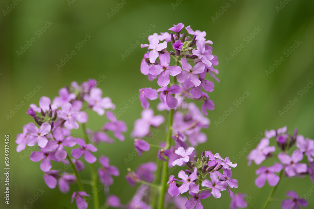 purple flower purple flower