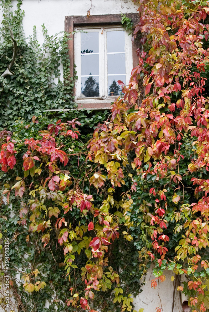 Fenster zugewachsen Fenster zugewachsen