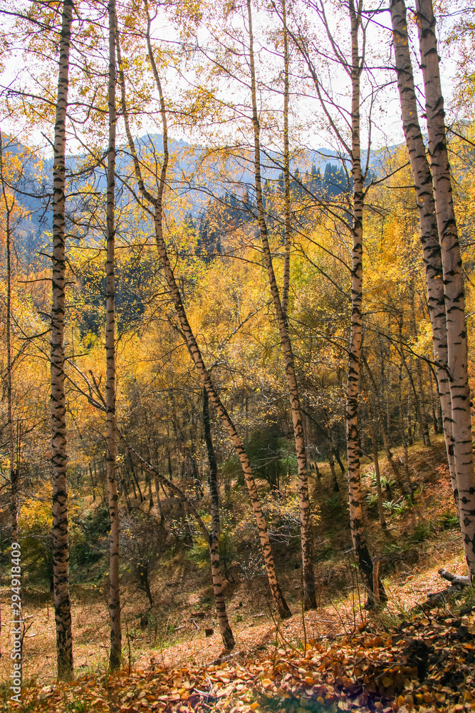 Fototapeta premium Allphotokz Kok Zhailau 20081009 9875 5D