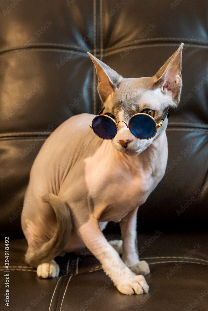Shot of sphynx cat pet wearing glasses siting on a brown leather armchair