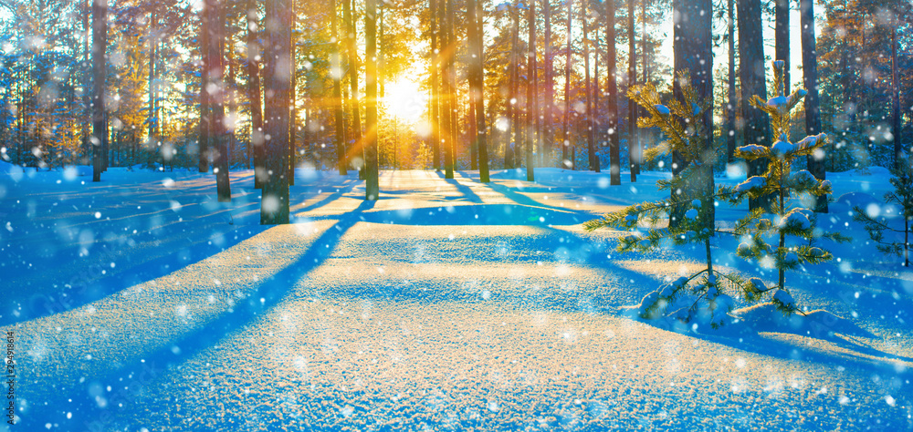 Winter landscape. Colorful sunset in the winter coniferous forest