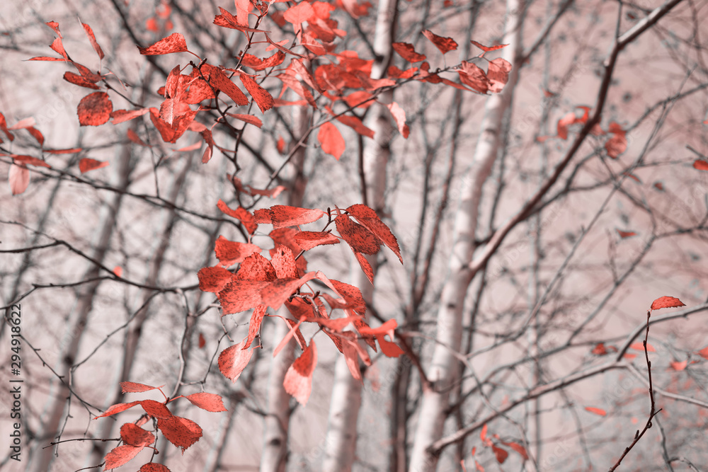 Autumn landscape. Birch branch with red autumn leaves. Autumn landscape. Birch branch with red autumn leaves.