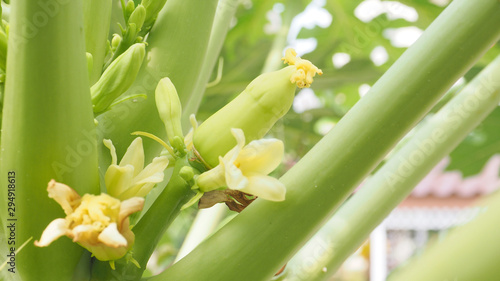 Papaya bouquet  flower zoom in at vegetable or fruit the is petals peeling off and growing