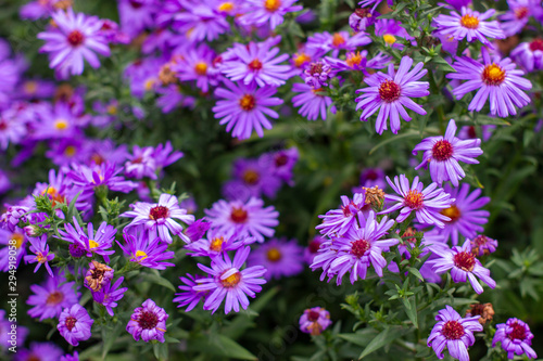 Pretty purple alpine asters in the garden on a sunny summer day close-up